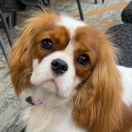 Cavalier King Charles Spaniels from Bluebonnet Cavaliers