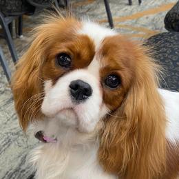 Cavalier King Charles Spaniels from Bluebonnet Cavaliers