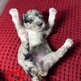 Alpine - Merle female Goldendoodle puppy in Vacaville, California from Dillon Doodles
