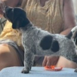 German Wirehaired Pointer Puppies from Jagged Edge German Wirehaired Versatility Dogs