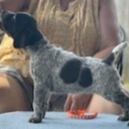German Wirehaired Pointer Puppies from Jagged Edge German Wirehaired Versatility Dogs