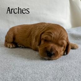 Boy 2 - male Australian Labradoodle puppy in Chelsea, Michigan from Michigan Labradoodles