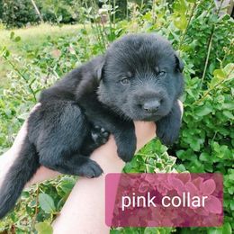 German Shepherd Puppies from Sheldon Shepherds LLC