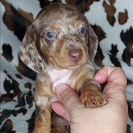 RUPERT - Dapple male Dachshund puppy in Swink, Oklahoma from Palali Farm
