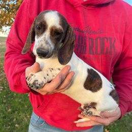 Chilly - Piebald male Dachshund puppy in Red Bud, Illinois from Midwest Miniature Dachshunds