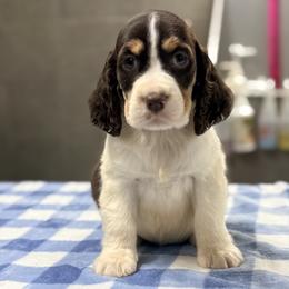 Sterling - Liver white and tan male English Springer Spaniel puppy in Palmdale, California from Legacy