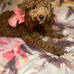 Ruby - Goldendoodle