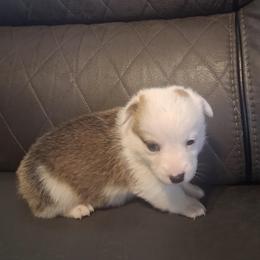Merry - White and red female Pembroke Welsh Corgi puppy in Hillsville, Virginia from Bonderosa Kennels