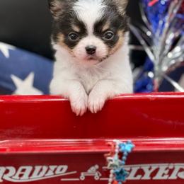 Bram - Black and tan male Chihuahua puppy in Lee Center, New York from Alfheim-Andromeda Chihuahua's (A &A's)