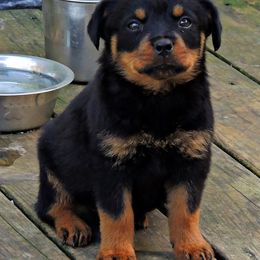 Black and Tan Coonhound and Rottweiler Puppies from Vom Heldenhaft Rottweilers