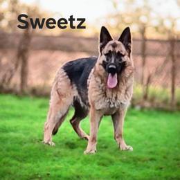 Sweetz - German Shepherd