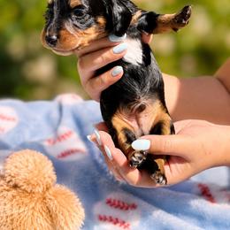 AKC - Ziggy - Black and tan male Dachshund puppy in Omaha, Nebraska from Colorful Dachshunds