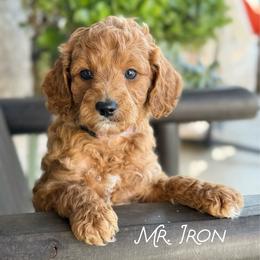Mr. Iron - Red male Cavapoo puppy in Sacramento, California from Dandy Doodles Goldendoodles