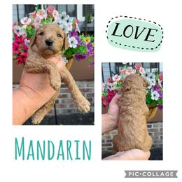 Mandarin - Red  female Goldendoodle puppy in Chattanooga, Tennessee from Scenic City Doodles