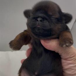 Miracle - Red and tan female Shih Tzu puppy in Clarksburg, West Virginia from Pilgrim Shih tzu