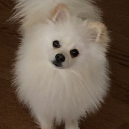 Theo - Pomeranian