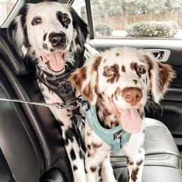 Dalmatian Puppies from Spotted Jewels Dalmatians