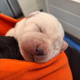 Love U - Yellow female Labrador Retriever puppy in Martinsburg, West Virginia from Fetching Labrador Retrievers
