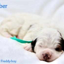 October - Brown and white male Bernedoodle puppy in Diamond Bar, California from Furrytaildoodles