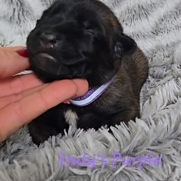 Indy's Purple - Mahogany female Belgian Malinois puppy in Berry, Alabama from North River k9