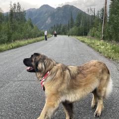 Peabody - Leonberger