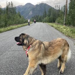 Peabody - Leonberger