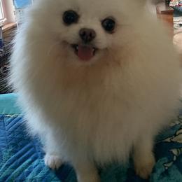 Pomeranian Puppies from Jonna's Poms