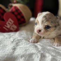 Chihuahua Puppies from Sunset Eves Chihuahuas