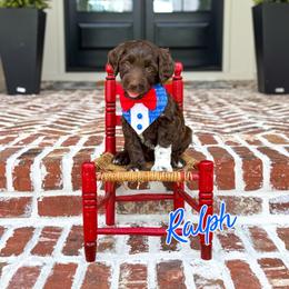 Ralph (Blue Collar) - Chocolate male Goldendoodle puppy in Bell Buckle, Tennessee from Precious Puptown Doodles