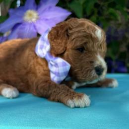 Boy 1 - Red  male Goldendoodle puppy in Boaz, Alabama from Doodles All Day