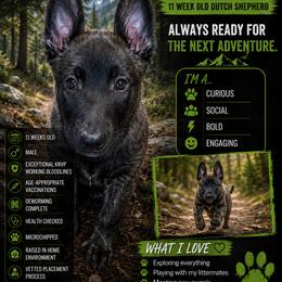 Dutch Shepherd Puppies from KBK9 Ranch