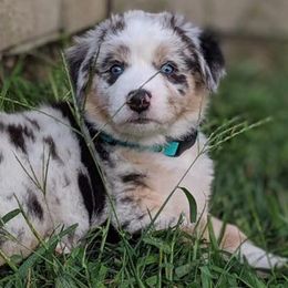 Australian Shepherds from Shadow's Aussie Crossing