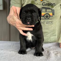 Green Collar R - Black male Cane Corso puppy in Paris, Texas from Knucklehead Cane Corso