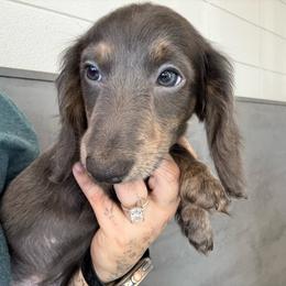 Bluebelle - Blue and tan Female - Blue and tan female Dachshund puppy in Cutler Bay, Florida from Dadecounty’s Dachshunds