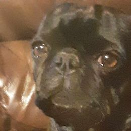 wicket - Pug