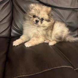 Waffles - Tri-colored female Pomeranian puppy in Texas from Tiny Tornado Poms