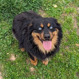 SoBe - Miniature American Shepherd
