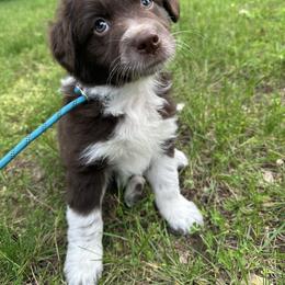 Boy 2 - Red tri-color male Australian Shepherd puppy in Hillsboro, Illinois from Perfect Paws Puppies