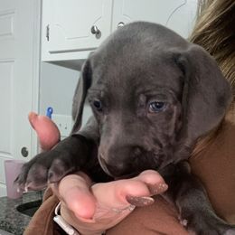 Weimaraner Puppies from Palmetto State Weimaraners
