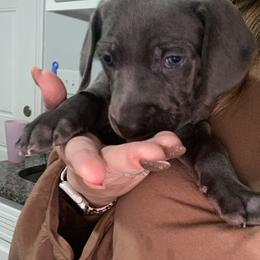 Weimaraner Puppies from Palmetto State Weimaraners