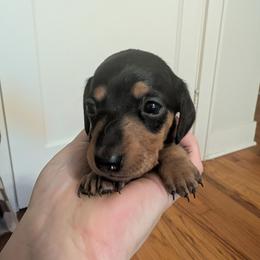 Girl 1 - Black and tan female Dachshund puppy in Wortham, Texas from Amber's Mini Weenies