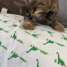 Boy 3 - Shih Tzu puppy in Randolph, Wisconsin from Glen Y Gors Gagnon Riordan Shih Tzus