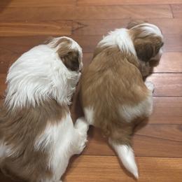 Havanese Puppies from Cajun Coast Havanese