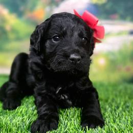 Chai - Black female Goldendoodle puppy in Springfield, Oregon from Oregon's Oodles of poodles & doodles