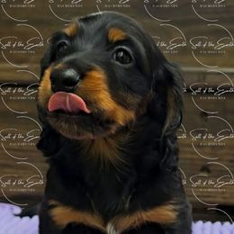 Ziti - Black and tan female Dachshund puppy in Zebulon, North Carolina from Salt of the Earth Dachshunds