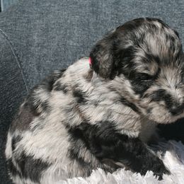 Aussiedoodle Puppies from Stephanie Taylor