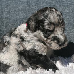 Aussiedoodle Puppies from Stephanie Taylor