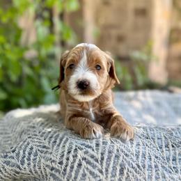 Thriller (Black) - Apricot male Goldendoodle puppy in St. George, Utah from Dashing Doodle Pups