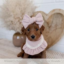 Roo - Red  female Goldendoodle puppy in Roanoke Rapids, North Carolina from Sweeter than Honey Doodles