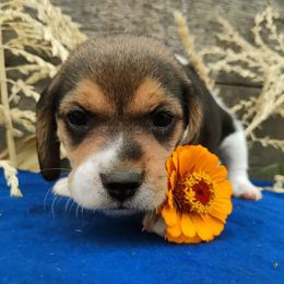 Rocky - Black white and tan male Beagle puppy in Colville, Washington from Rosehaven Homestead